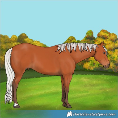 Horse Color:Silver Bay 
