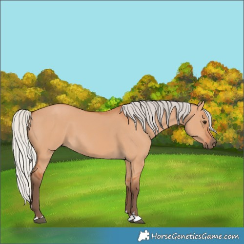 Horse Color:Silver Bay Dun 