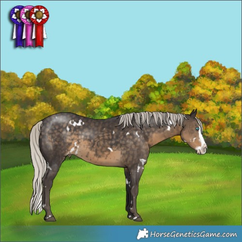Horse Color:White Spotted Silver Smoky Black Splash Appaloosa 