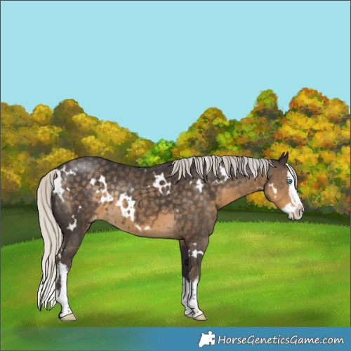 Horse Color:White Spotted Silver Smoky Black Splash Appaloosa