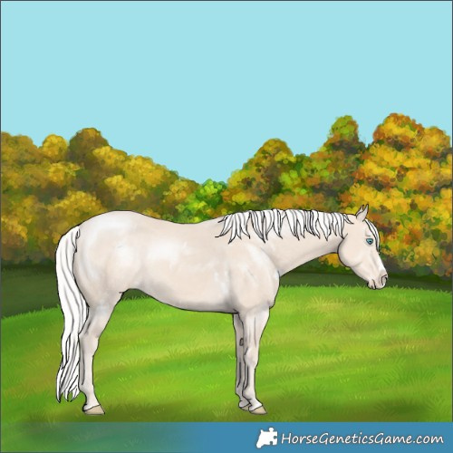 Horse Color:White Spotted Silver Smoky Creme Splash Appaloosa 