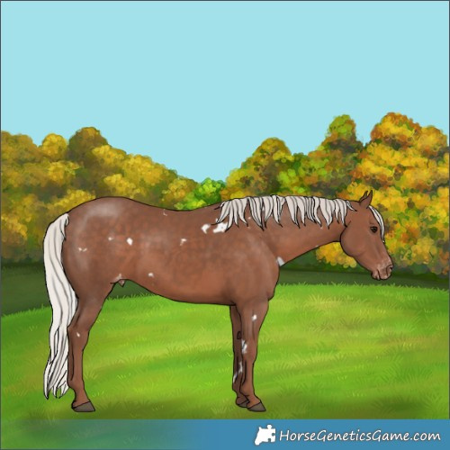 Horse Color:White Spotted Silver Black Appaloosa