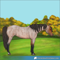 Horse Color:Bay Roan 