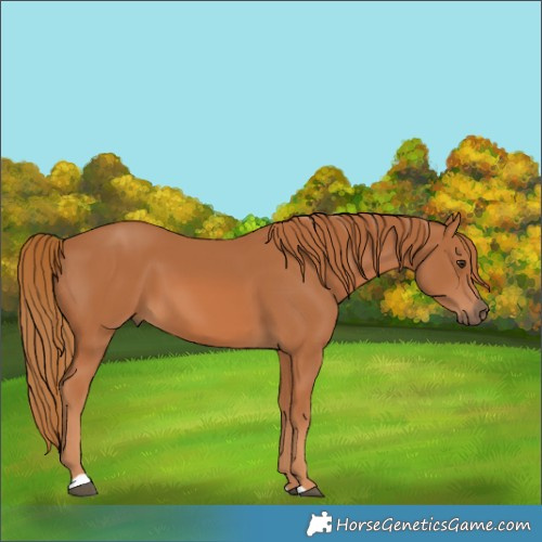 Horse Color:Chestnut 