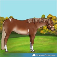 Horse Color:Chestnut Tobiano 