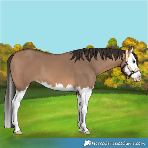 Horse Color:Bay Dun Splash