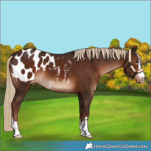 Horse Color:Liver Chestnut Appaloosa 