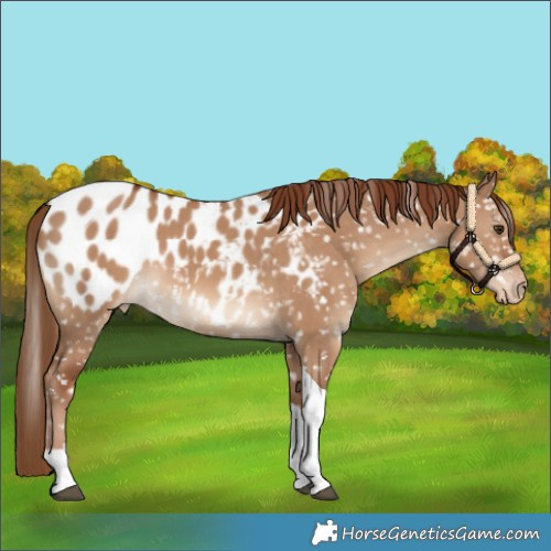 Horse Color:Red Dun Tobiano Blanket 