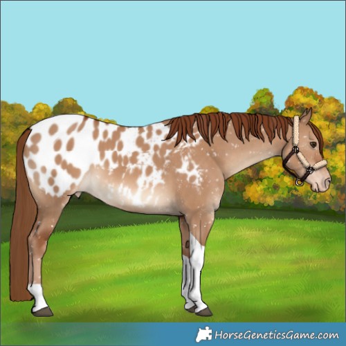 Horse Color:Red Dun Tobiano Appaloosa 