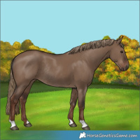 Horse Color:Liver Red Dun Rabicano
