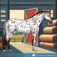 Horse Color:Gray Bay Dun Skewed Appaloosa