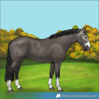 Horse Color:Gray Grullo 