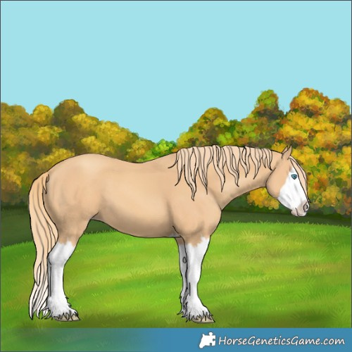Horse Color:Gold Champagne Splash 