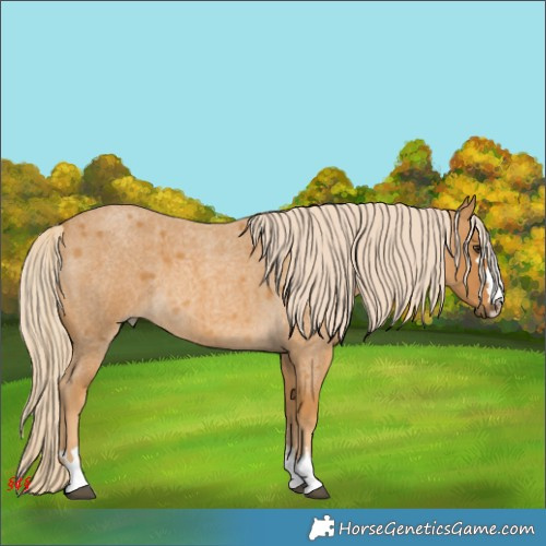 Horse Color:Palomino Roan