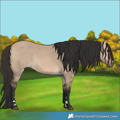 Horse Color:Bay Dun 