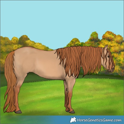 Horse Color:Red Dun 