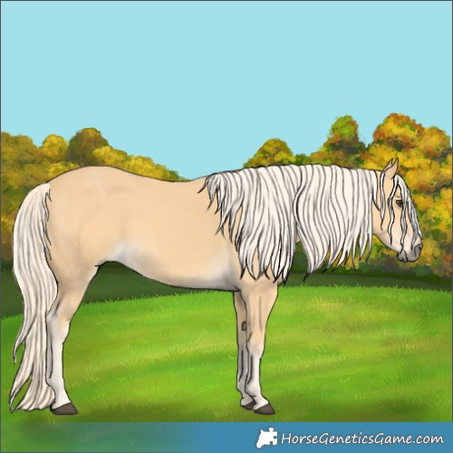 Horse Color:Palomino 