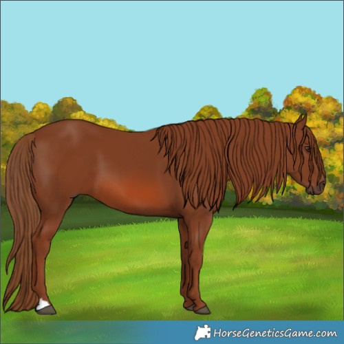 Horse Color:Chestnut 