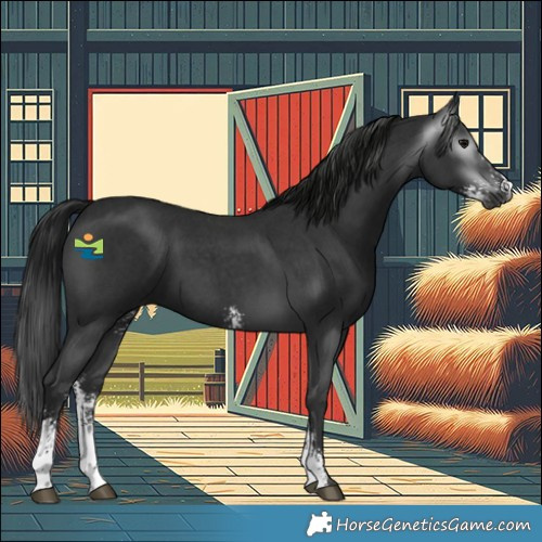 Horse Color:Gray Black Sabino 