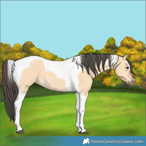 Horse Color:Buckskin Tobiano 
