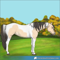 Horse Color:Buckskin Tobiano
