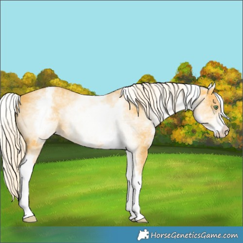 Horse Color:White Spotted Gold Cream Champagne 