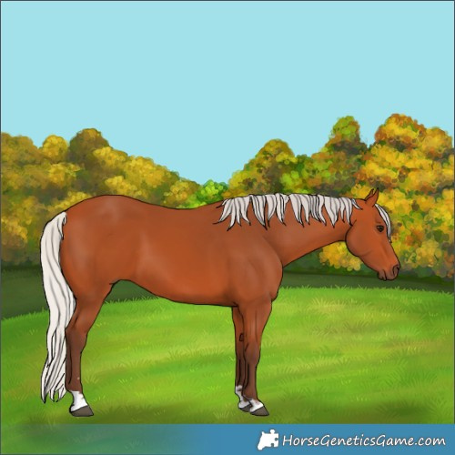 Horse Color:Silver Bay 