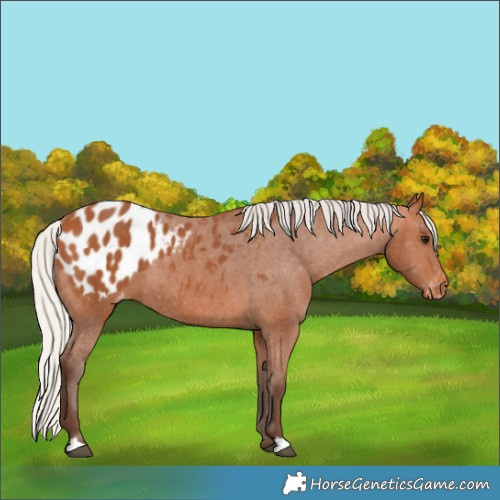 Horse Color:Silver Bay Blanket