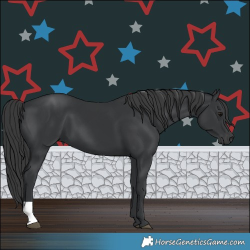 Horse Color:Black 