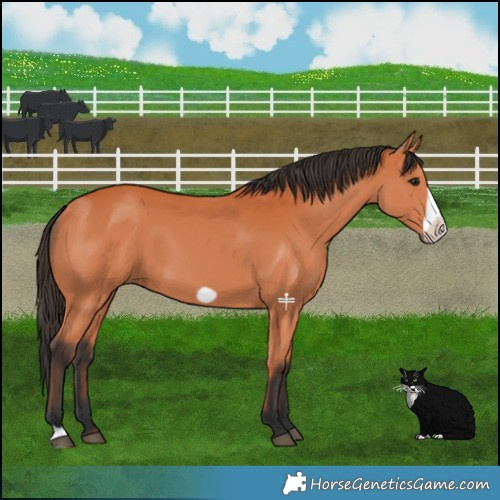 Horse Color:Bay Frame 