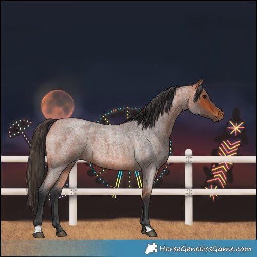 Horse Color:Bay Roan 