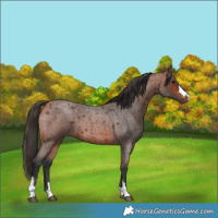 Horse Color:Bay Roan
