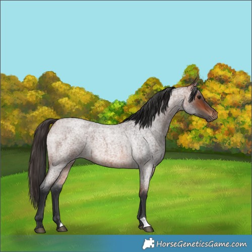 Horse Color:Bay Roan 