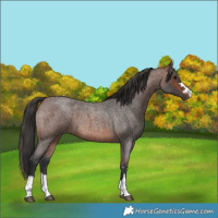 Horse Color:Brown Roan 