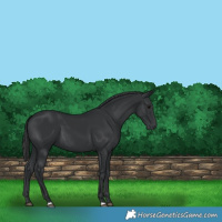 Horse Color:Black 