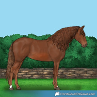 Horse Color:Chestnut 