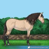 Horse Color:Bay Dun