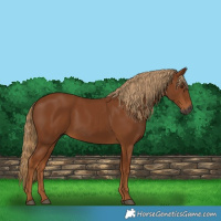 Horse Color:Gray Chestnut
