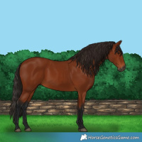 Horse Color:Gray Bay