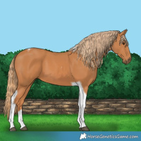 Horse Color:Chestnut Tobiano