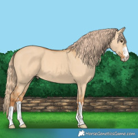 Horse Color:Red Dun 