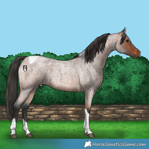 Horse Color:Bay Roan Tobiano Rabicano 