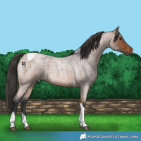 Horse Color:Bay Roan Tobiano Rabicano 