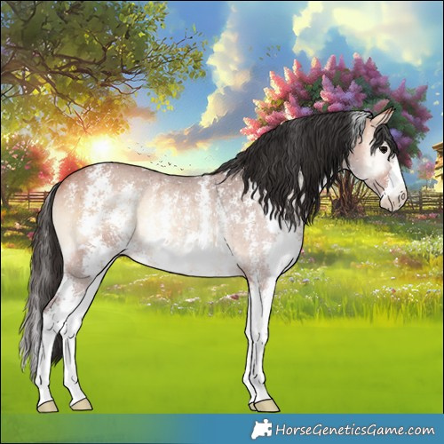 Horse Color:Bay Onyx Sabino Rabicano 