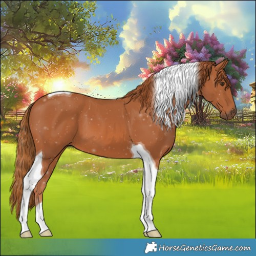 Horse Color:Chestnut Tobiano