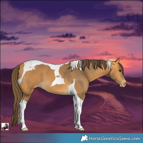 Horse Color:Buckskin Tobiano Appaloosa