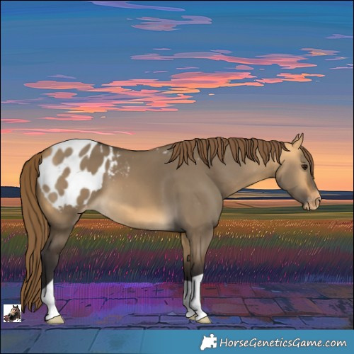 Horse Color:Buckskin Dun Appaloosa 