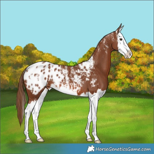 Horse Color:Powder White Chestnut Splash Blanket 