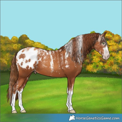 Horse Color:Powder White Gray Gold Champagne Blanket