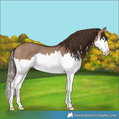 Horse Color:Bay Dun Splash Varnish Rabicano 
